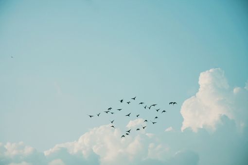 ֪����ѡ�������İ���ľۻ᳡�ϱ��ֵ���������