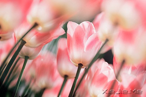 不要轰轰烈烈,只求安安心心 (10)