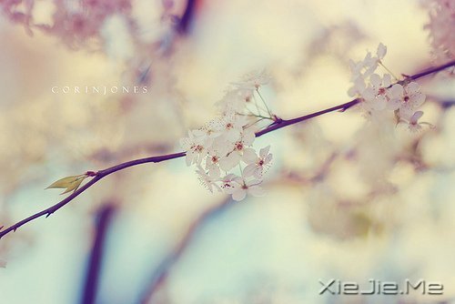 看自己的风景,行自己的人生 (9)