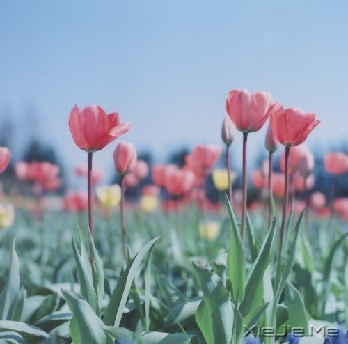 爱自己的人,才会有人爱 (2)