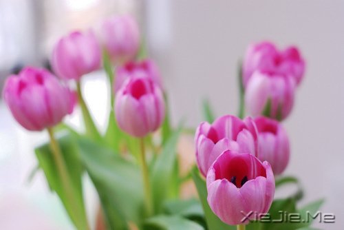 人生,一半是现实,一半是梦想 (6)