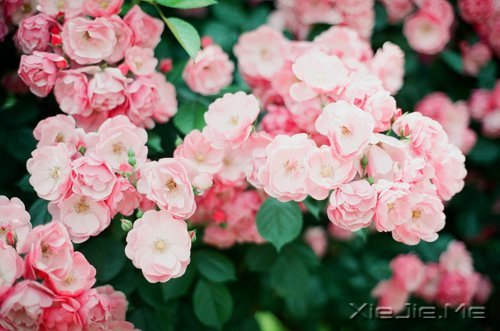 人生,一半是现实,一半是梦想 (9)