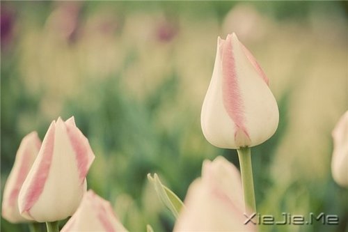 不要嘲笑别人的疤,那只是你没有经历过的伤 (9)