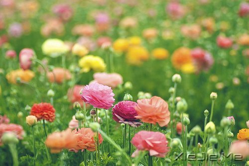 容易衰老的不是容颜,而是不敢进取的心 (3)