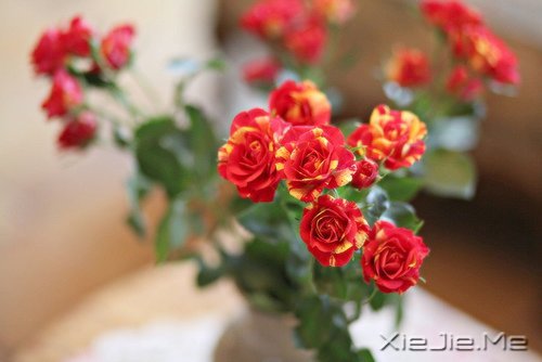 早安心语:做自己生命的主角,而不是别人生命中的看客 (2)