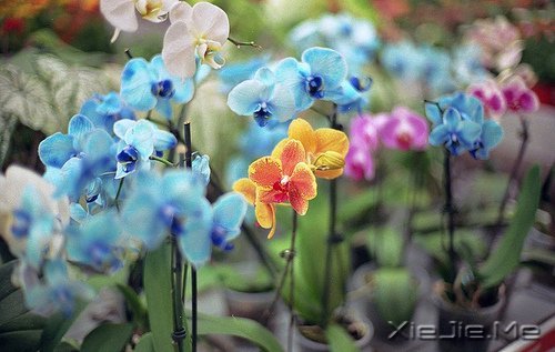 晚安心语:人不怕走在黑夜里,就怕心中没有光 (5)