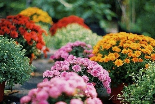 晚安心语:人不怕走在黑夜里,就怕心中没有光 (10)