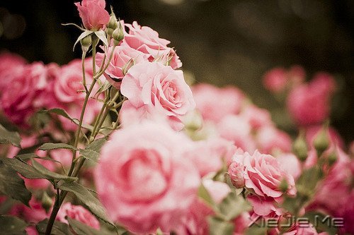 晚安心语:遇见,就是幸福 (9)