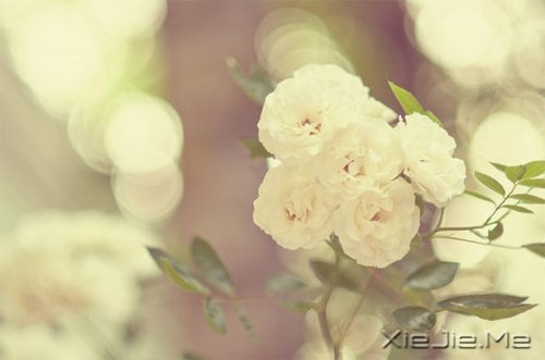 早安心语:淡然一切,往事如烟 (8)