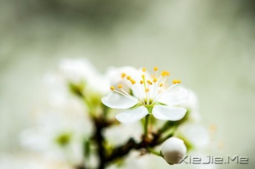 晚安心语:清澈不在远方,而在心底 (3)