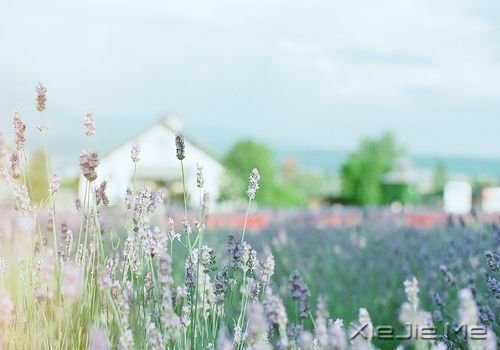 早安心语:照顾每个人的感受,注定自己不会好受 (9)