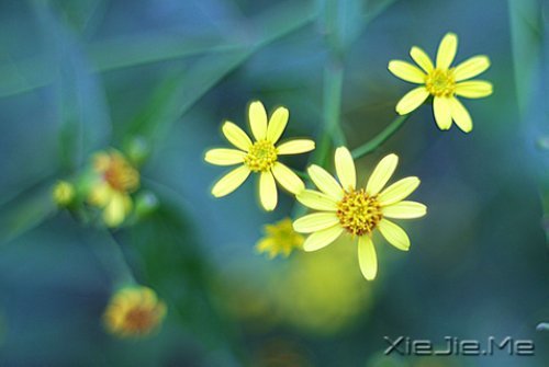 世界上著名的钢琴曲和背后的故事 (2)