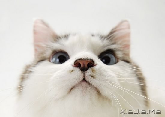 关于猫咪的9部经典电影推荐 (3)