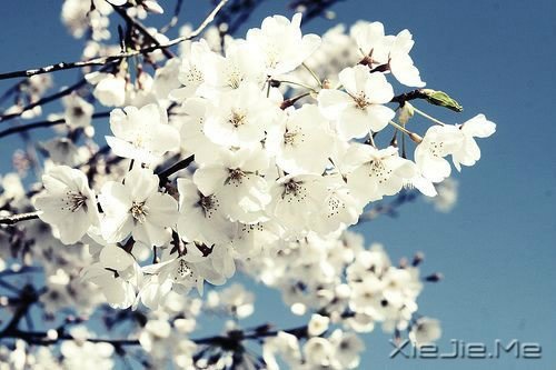 ��ƽ���Ŀ����磬������л���Ƿ羰